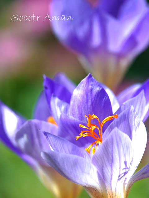 Crocus sativus