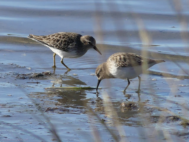 speckled birds poking at the sand