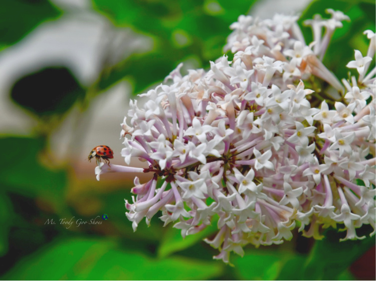 Lilacs and Ladybug _ Ms. Toody Goo Shoes