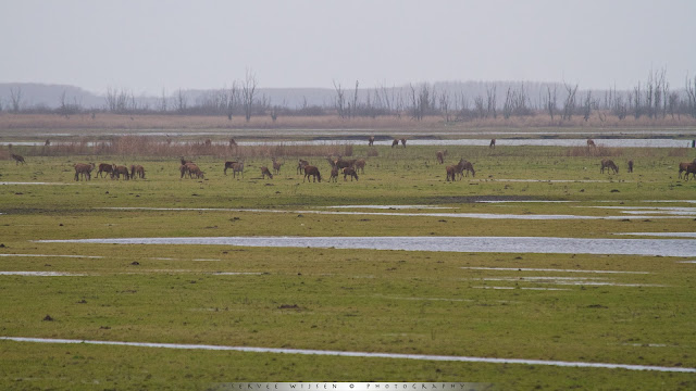 Edelhert - Red Deer - Cervus elaphus