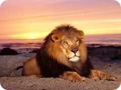 leao1