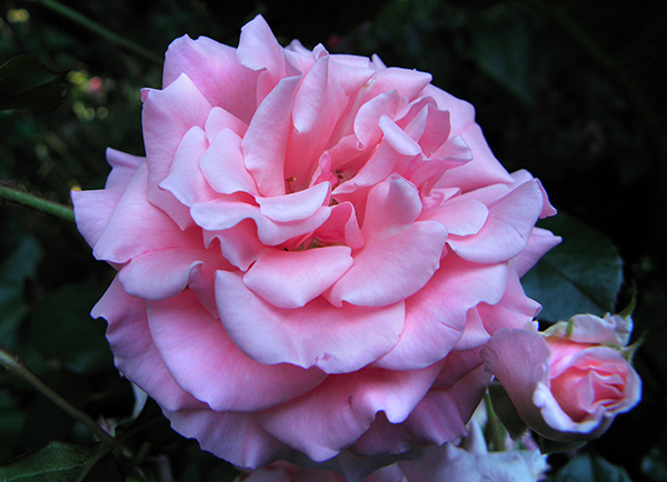 pink cabbage rose