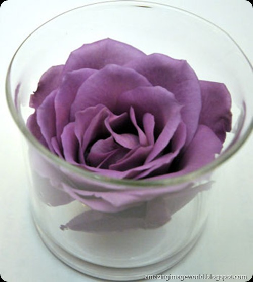 World's first genetically modified blue roses004