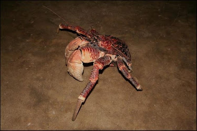 Coconut crab - 16 Pics+Video Seen On www.coolpicturegallery.net