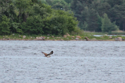 Fiskearn - Visarend - Pandion haliaetus
