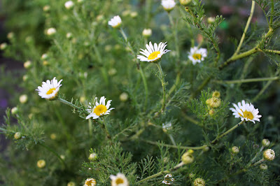 a clump of tall while chamomile flowers over feathery foliage