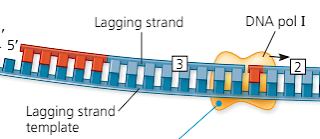 Fungsi DNA polimerase I adalah mengganti primer RNA yang ada pada untaian DNA dengan Nukleotida DNA