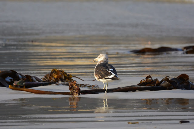 Larus dominicanus - Goéland dominicain