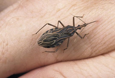 insecto picando una mano y transmitiendo el chagas el nuevo sida de america