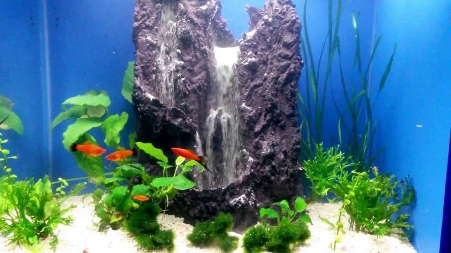 Membuat Tebing Air Terjun Paludarium