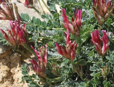 https://www.biodiversidadvirtual.org/herbarium/Astragalus-incanus-L.-img507181.html