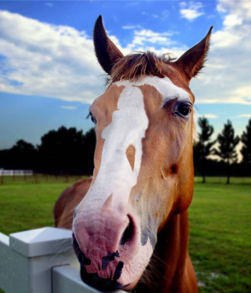 Horse Head Illusion