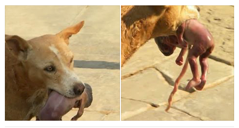 Mãe Joga Bebê Após Nascimento e Cachorro Consegue Salva-lo - MILAGRE