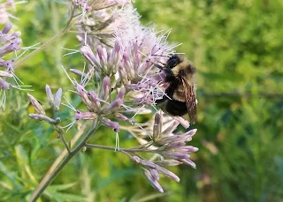 bdae5f-20160922-endangered-bee.jpg