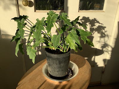 Philodendron xanadu plant - Thaumatophyllum xanadu care