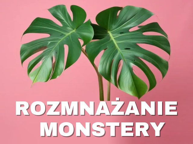 jak rozmnożyć monsterę, jak pobrać sadzonki z monstery, rozmnażanie monstery, jak zrobić sadzonki z monstery, rozmnażanie monstery z liścia