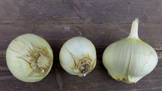 Weißer Soloknoblauch