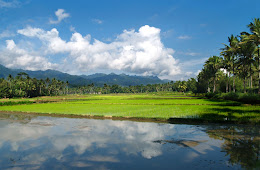 KAMUT