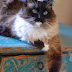 Gato dos bigodes