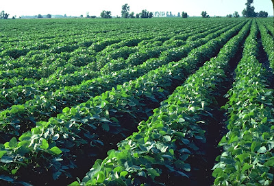 Soybeans - Source: http://agriculture.sc.gov/UserFiles/Image/soybeans7.jpg