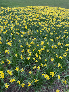 a field of daffodils