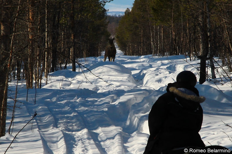 Moose in the Path Outdoor Winter Activities in Sweden's Lapland