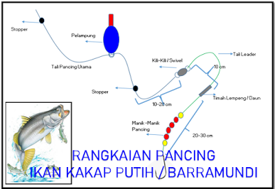 ragkaian pancing ikan kakap putih, rangkaian pancing barramundi, ngoncer ikan kakap putih, rangkaian pancing dengan pelampung, cara mancing ikan barramundi