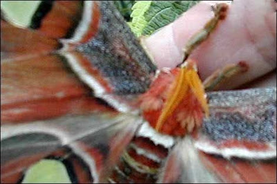 The Largest Beautiful Butterfly in The World