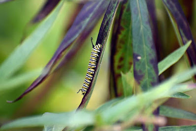 Caterpillar