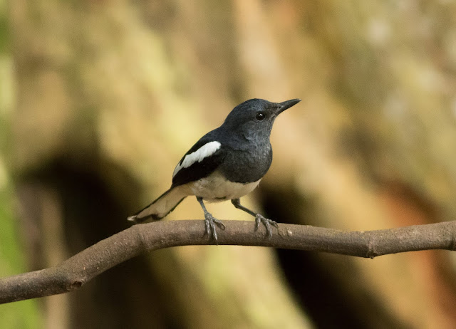 Oriental Magpie Robin - Singapore Botanic Gardens