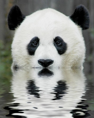 Cute Animal, Bathing Panda