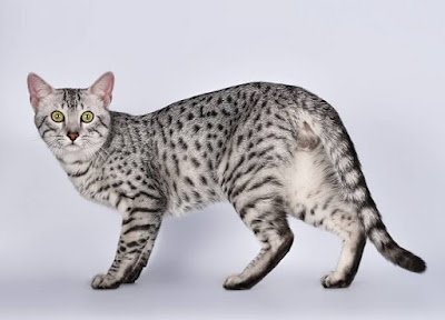 Jenis Kucing Egyptian Mau