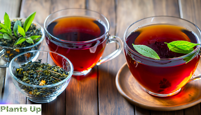 herbal teas and infusions