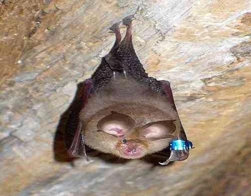 Bat-خفاش-حدوة-الحصان