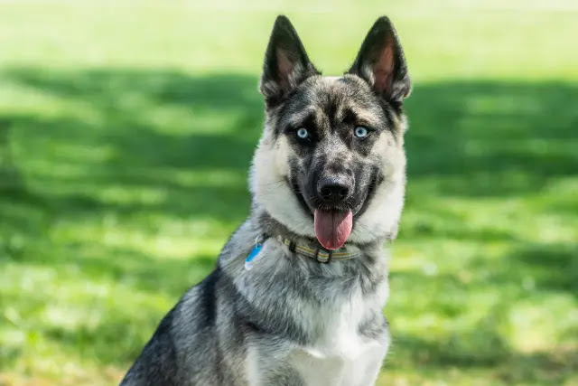 berger-allemand-croise-husky-yeux-bleus