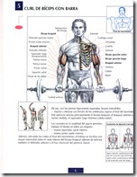 curl-de-biceps-con-barra
