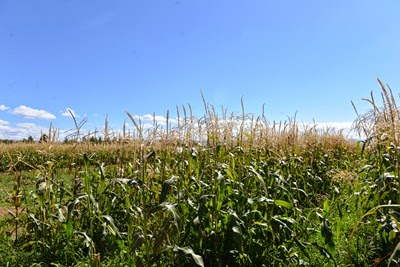 DSC_7801