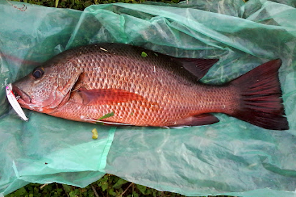 Ikan Kakap Batu