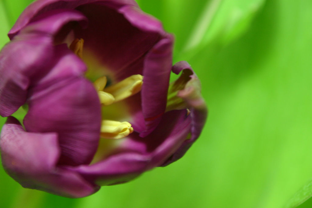 Tulip Border Bunga