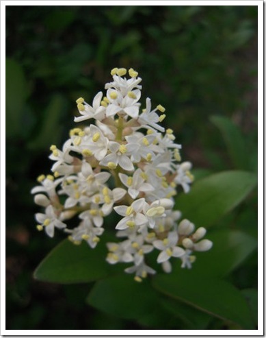 clip_image004