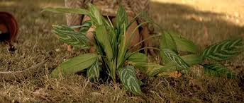 La planta Aglaonema de Leon personaje de El perfecto sasesino