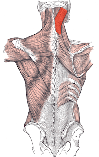 splenius capitis muscle, action, muscle picture