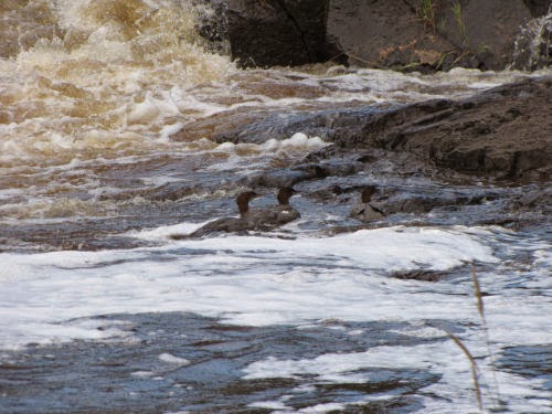 common mergansers