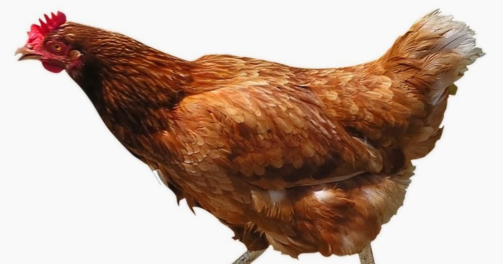 Beberapa Fakta Unik Tentang Ayam