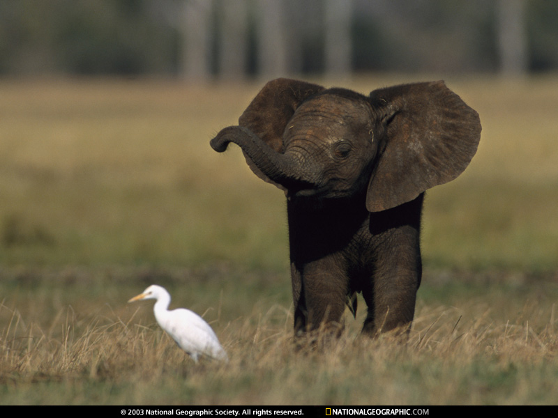 Baby Elephant