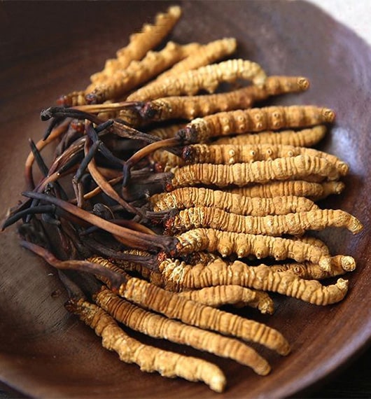 Cordyceps sinensis cultivation training in Malvan | Mushroom farming training | Biobritte mushroom center