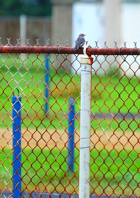 1. Sky blue bird-kab