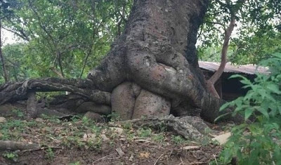 pohon unik dan lucu