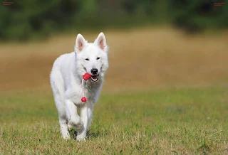How to train a dog by petsducky.com