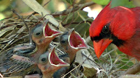 Red Birds Nest